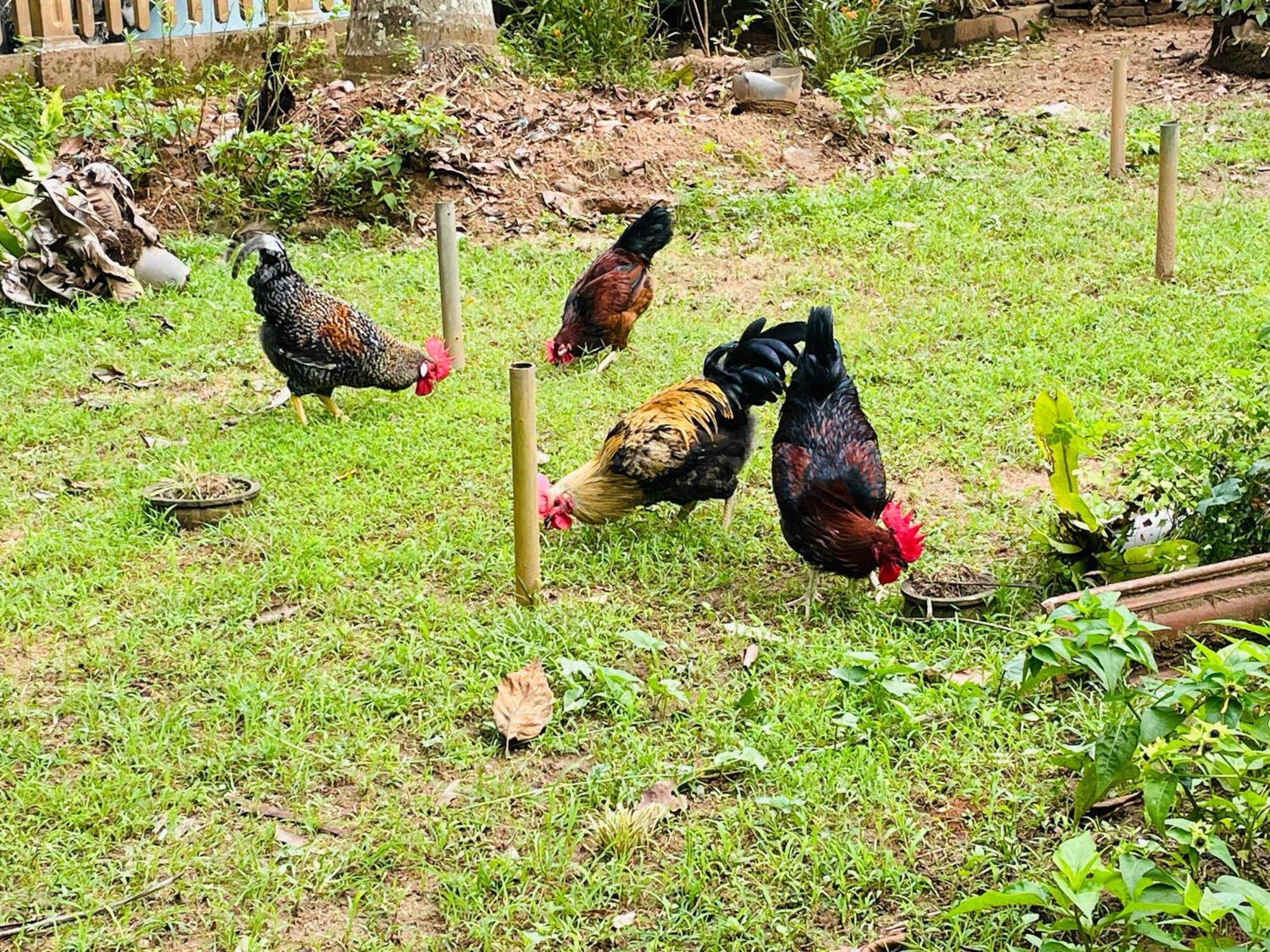 Unique Villa Kandy Bagian luar foto